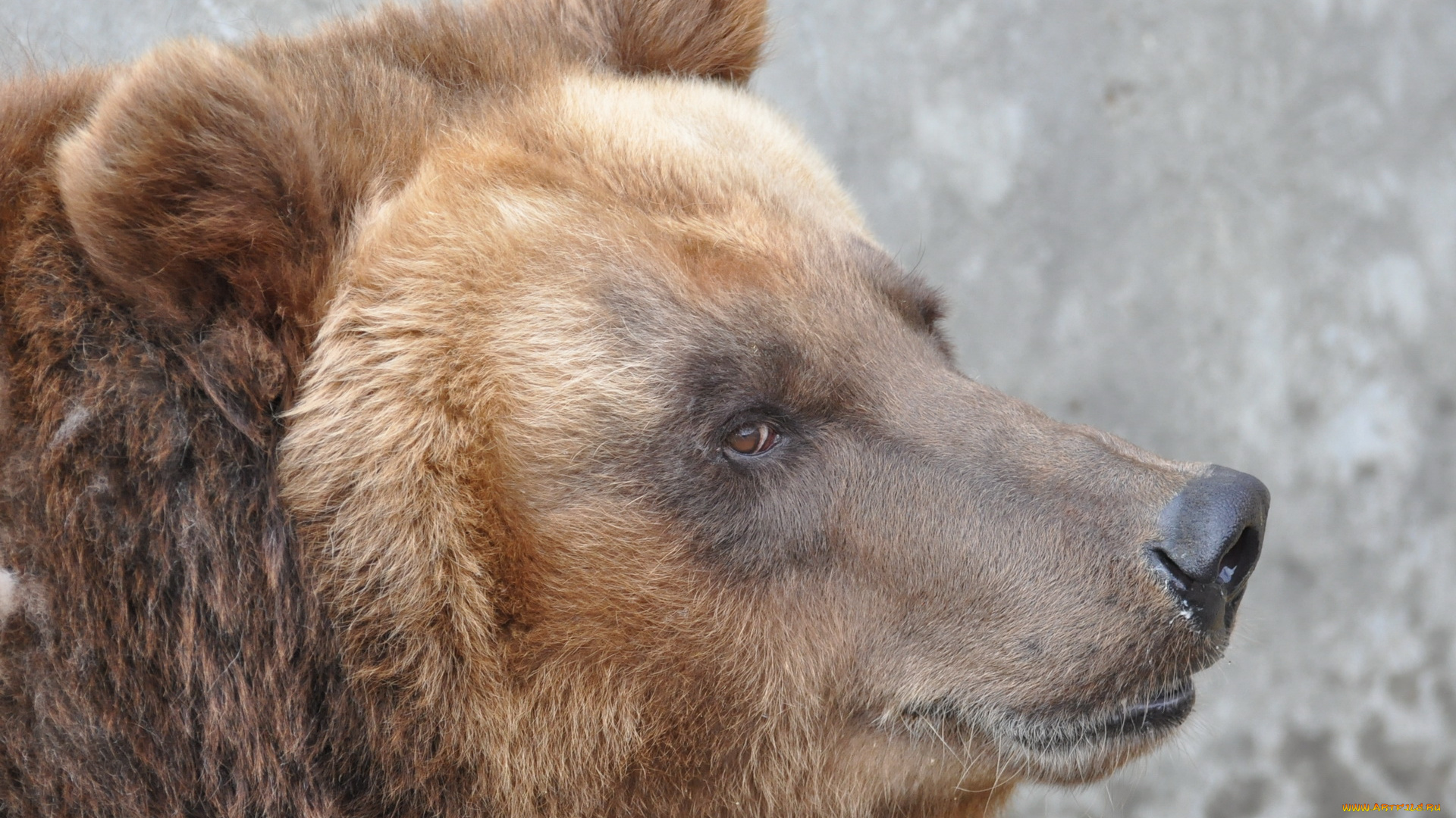 животные, медведи