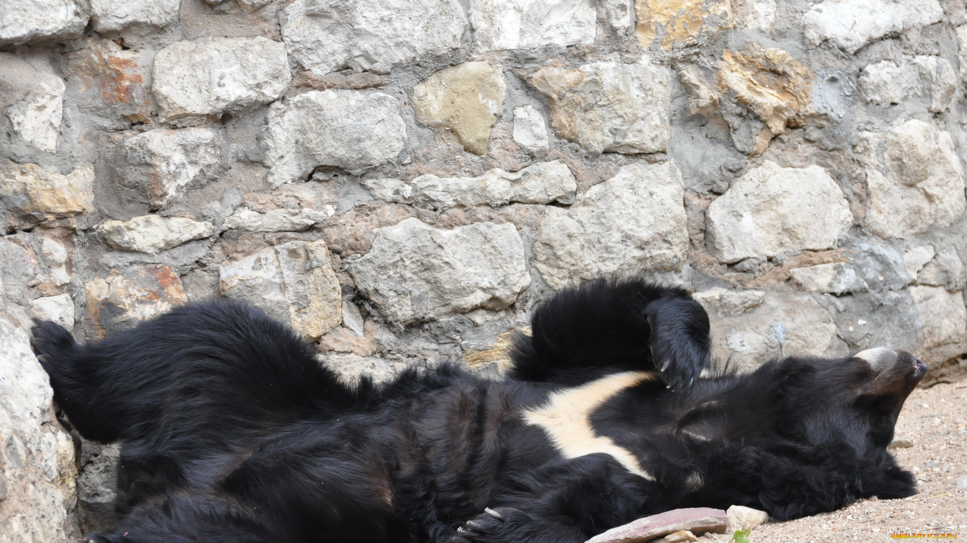 животные, медведи