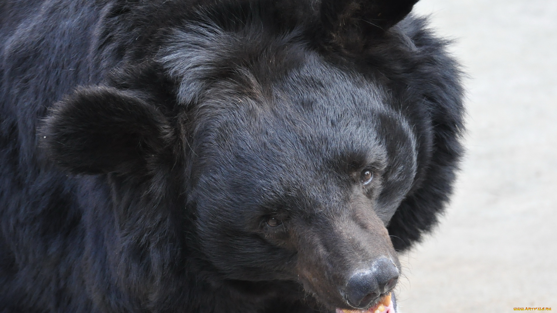 животные, медведи