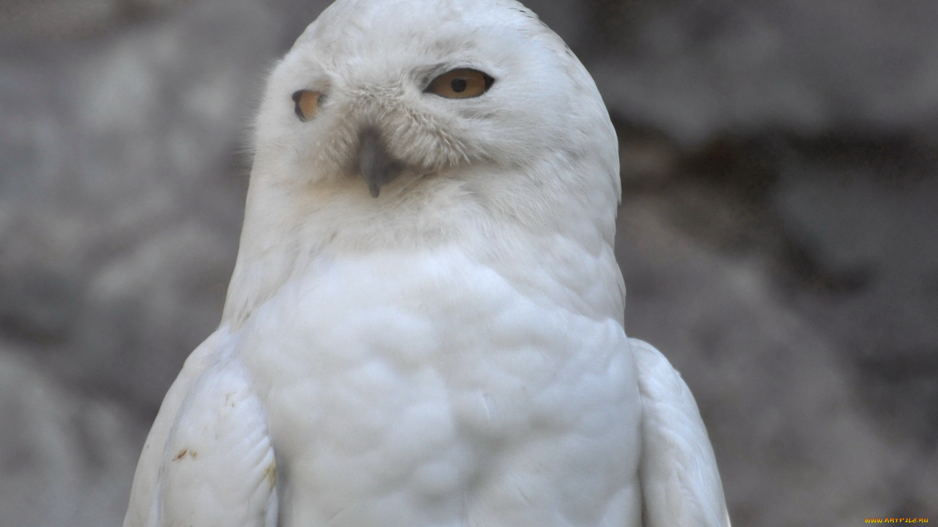 животные, совы