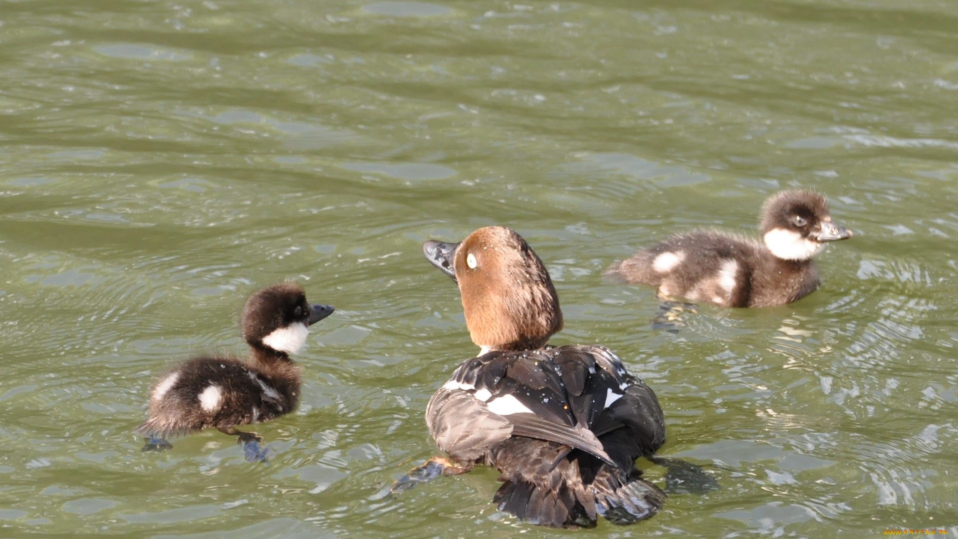 животные, утки