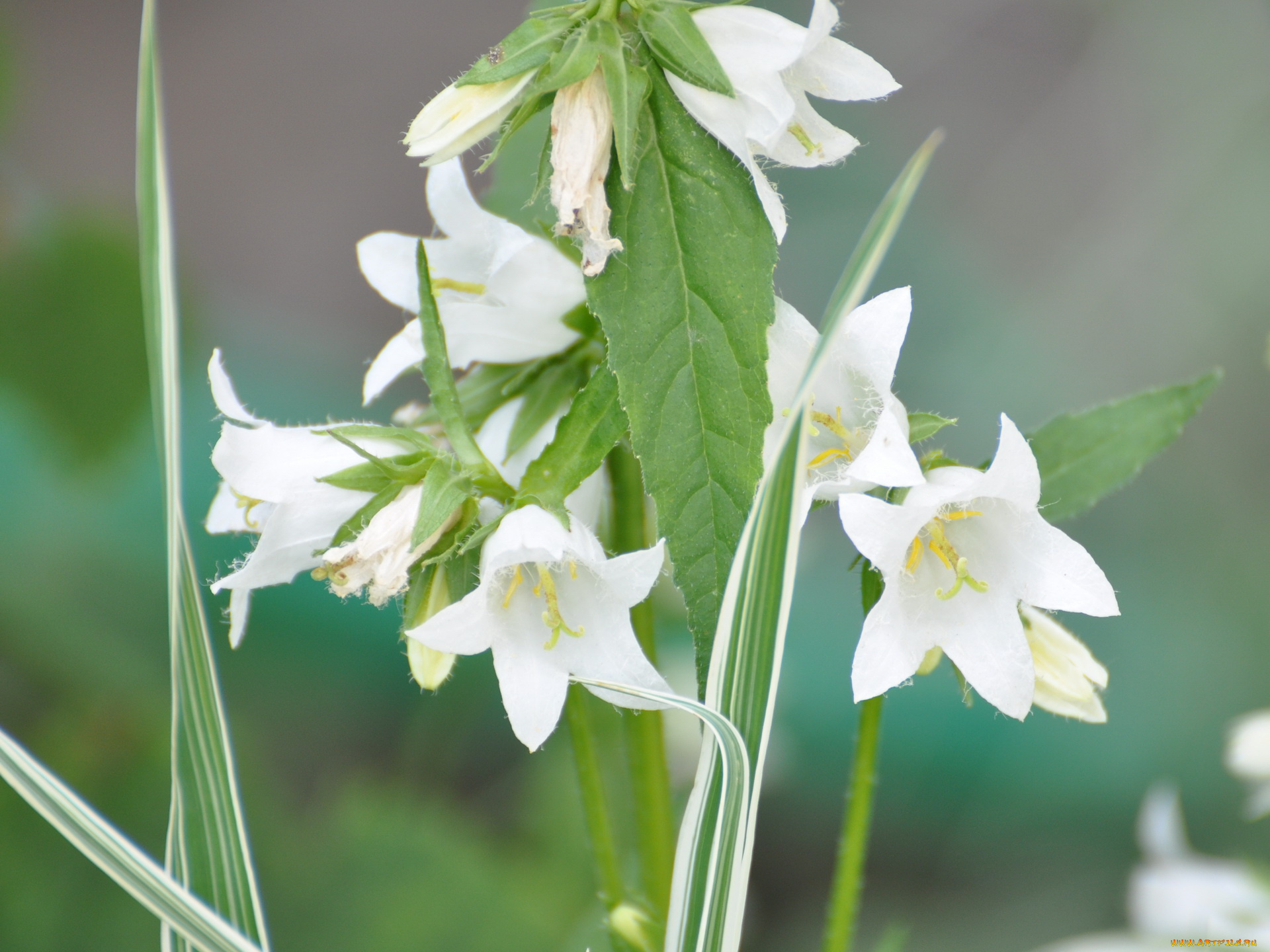цветы, колокольчики