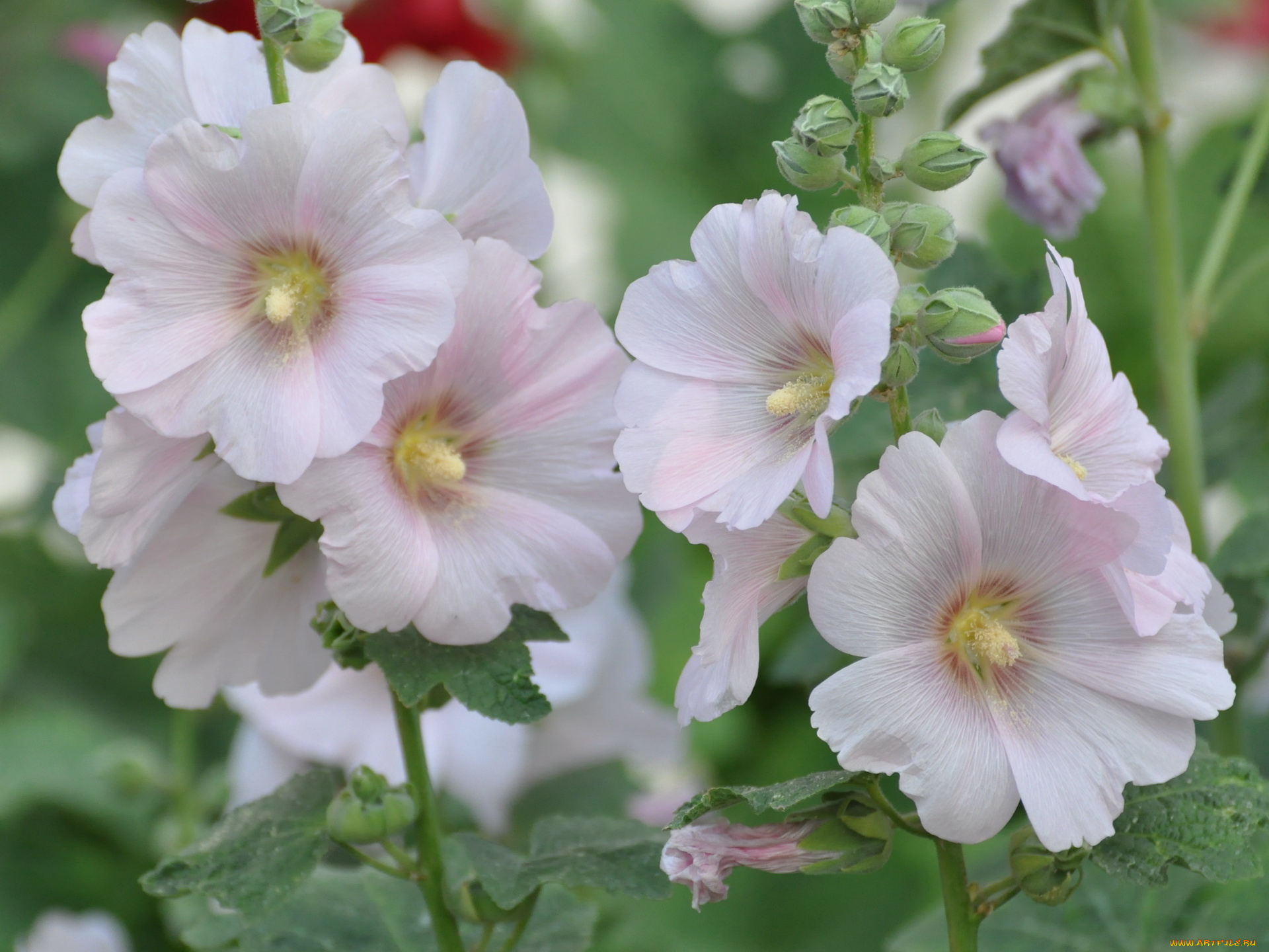 цветы, мальвы