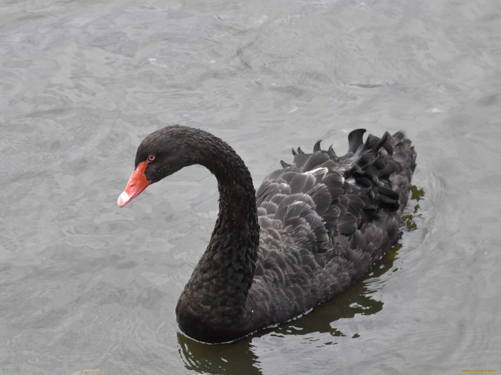 животные, лебеди