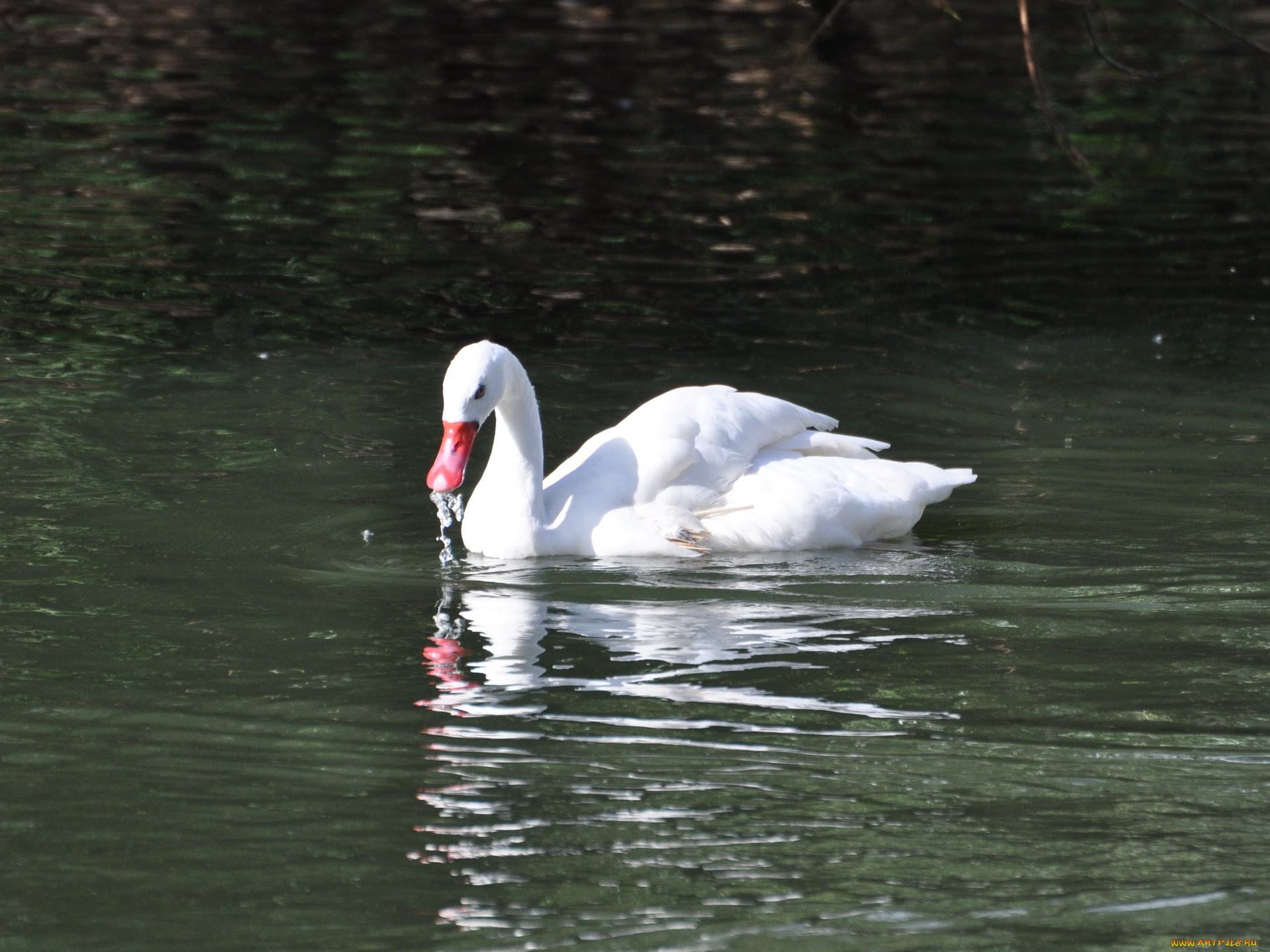 животные, лебеди