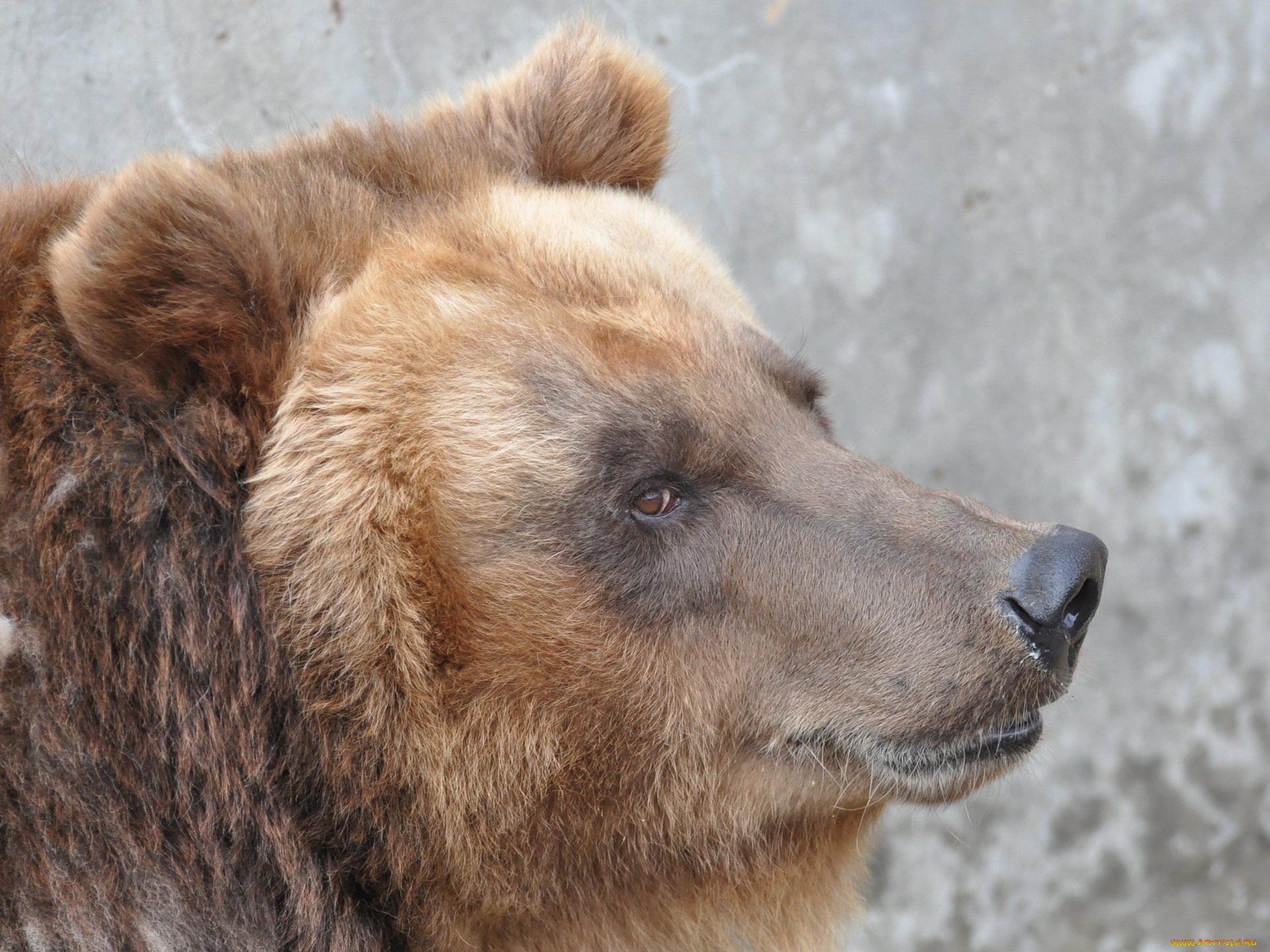 животные, медведи