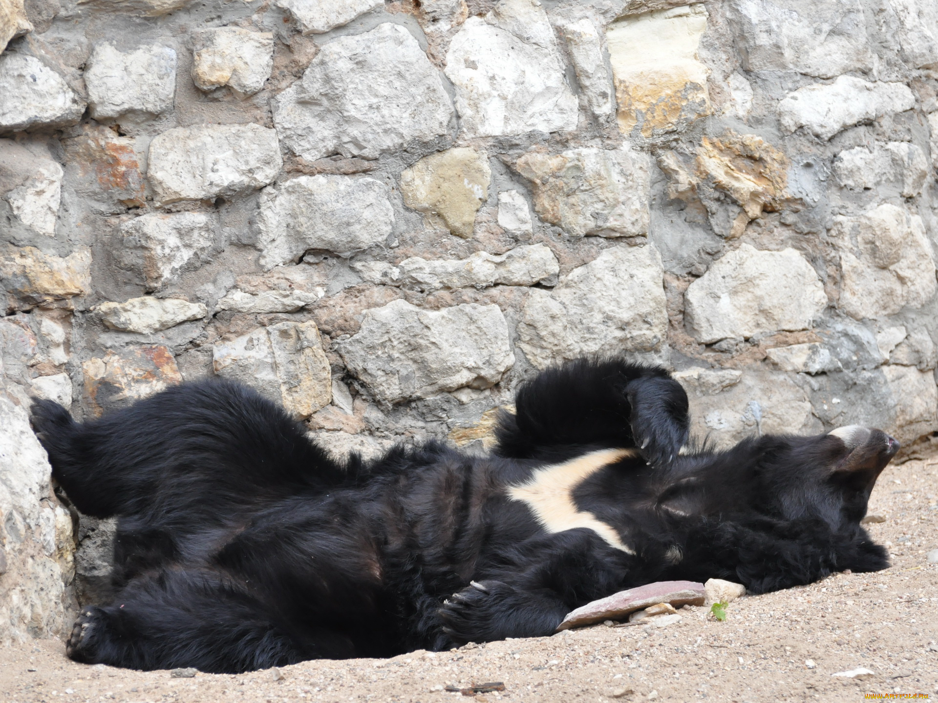 животные, медведи