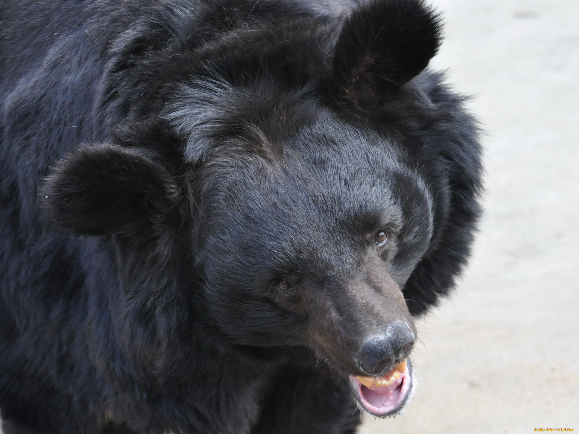 животные, медведи