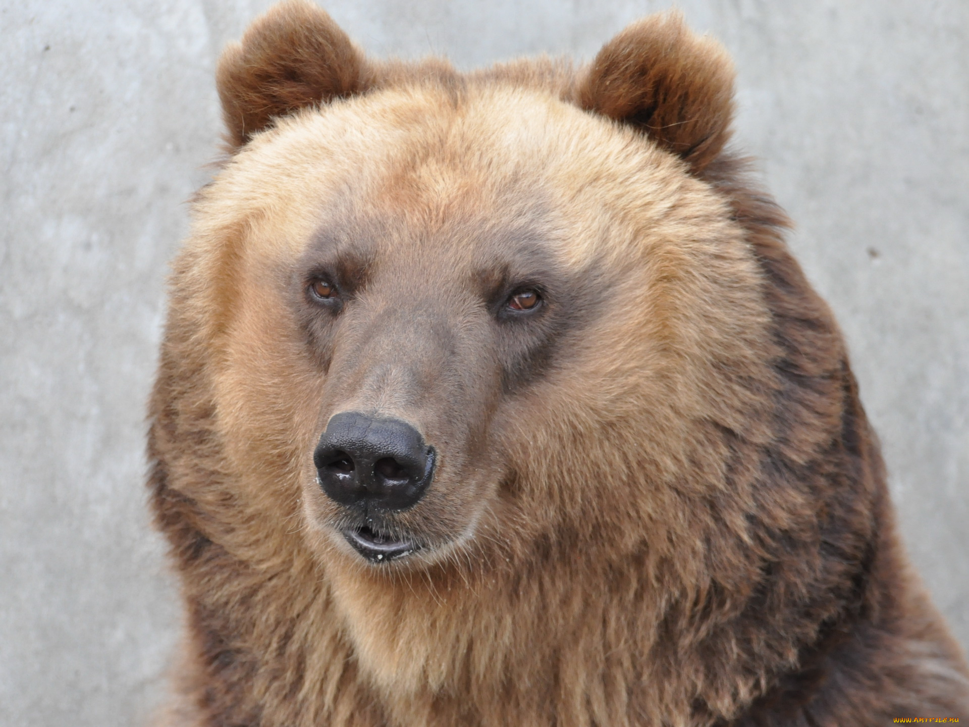 животные, медведи