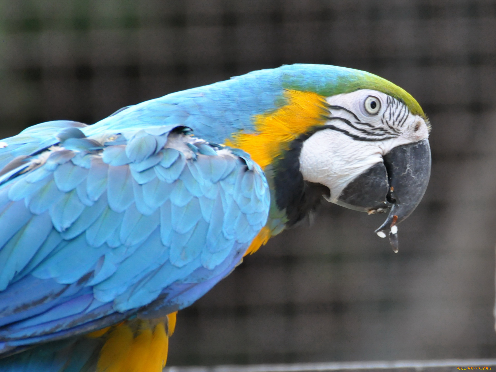 животные, попугаи