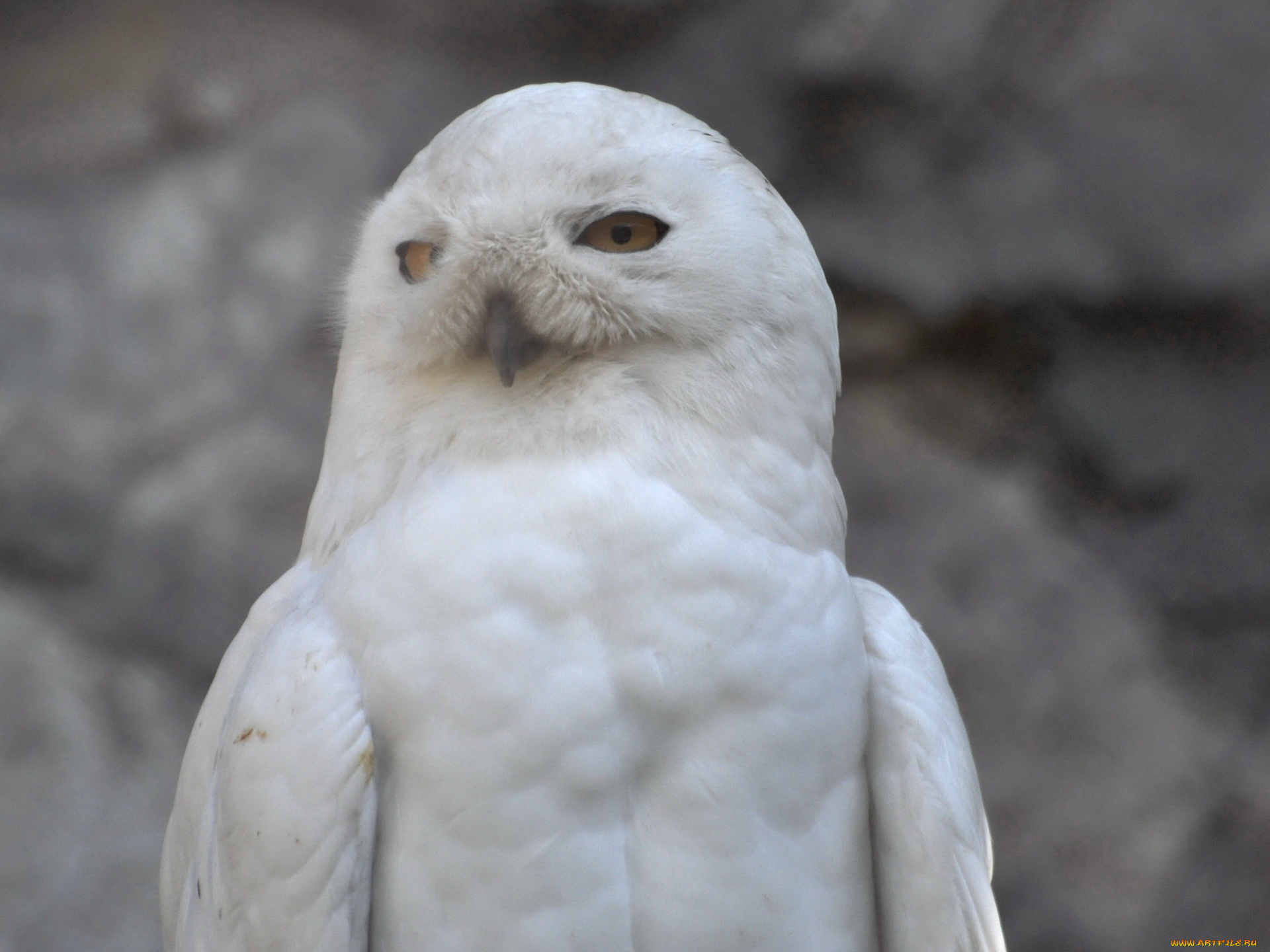 животные, совы