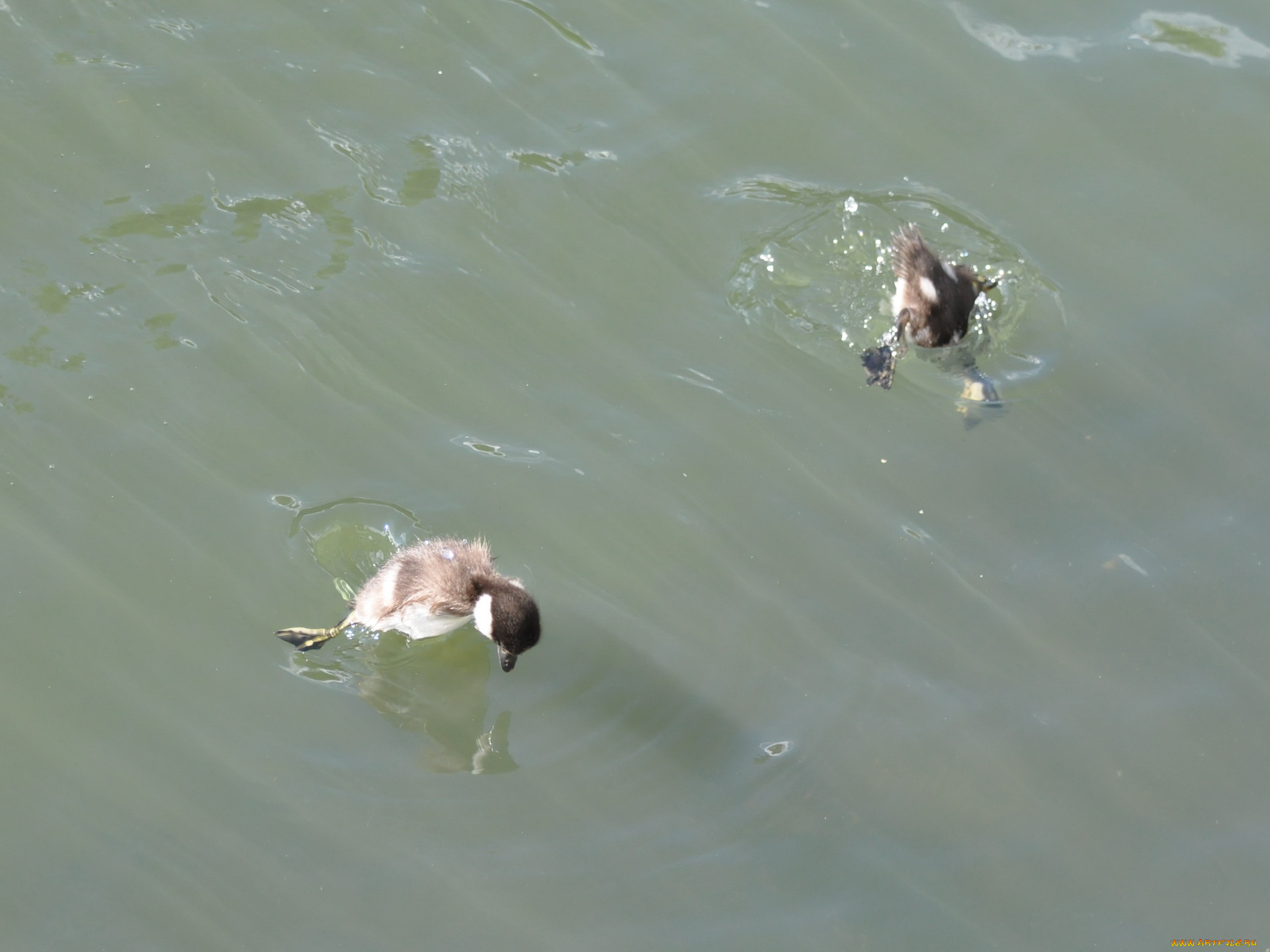 животные, утки