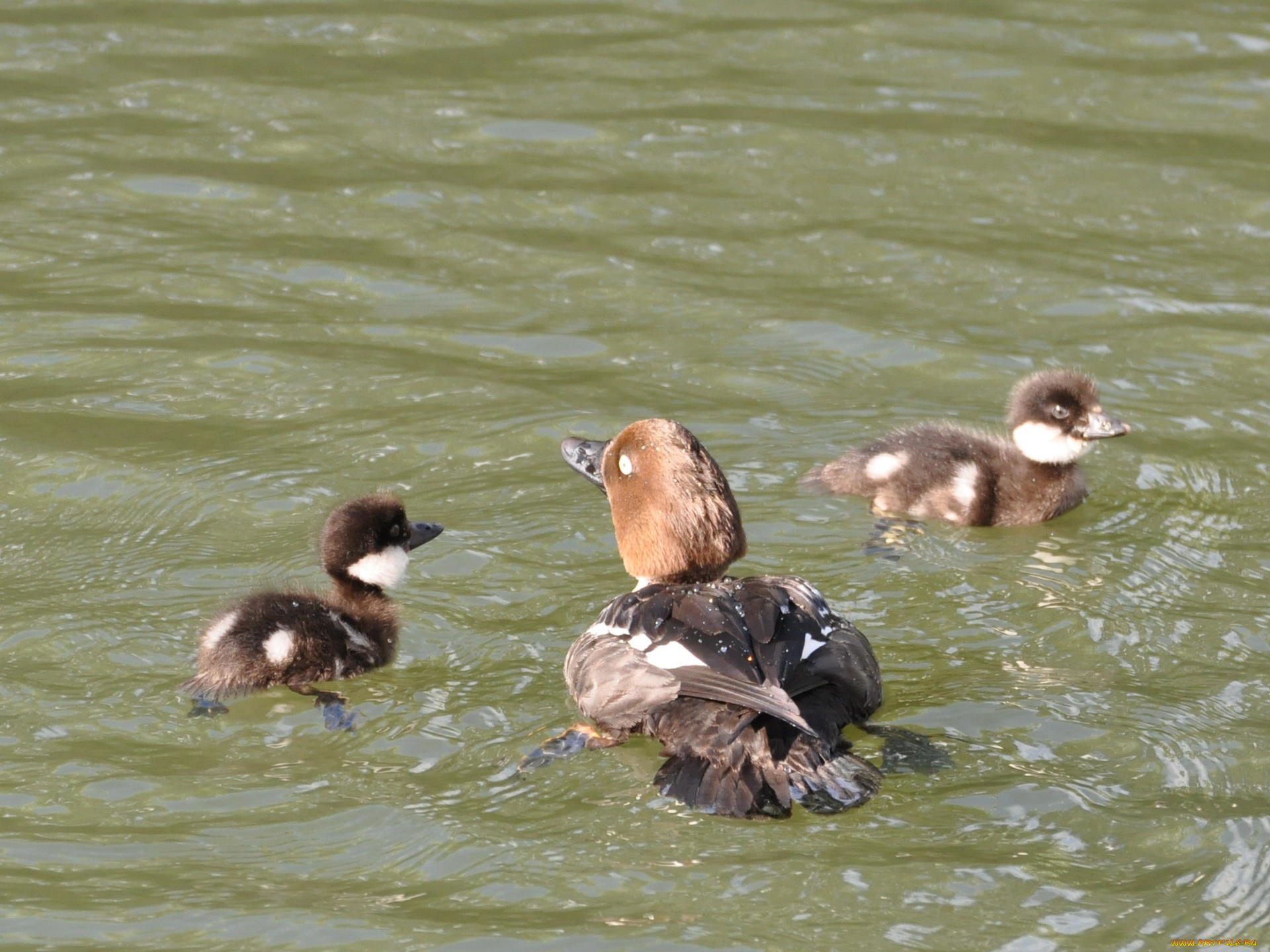 животные, утки