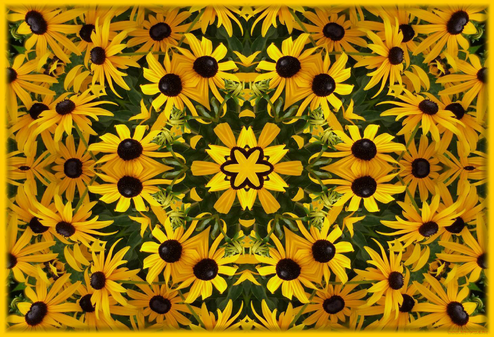 цветы, рудбекия, жёлтый, лепестки, фрактал