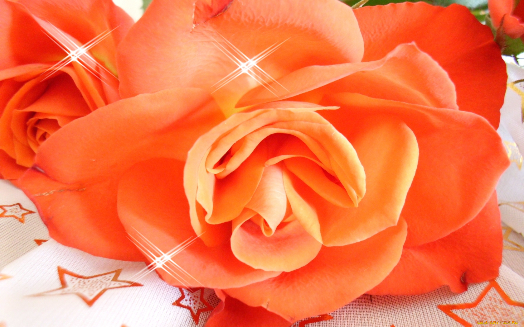 цветы, розы, оранжевый