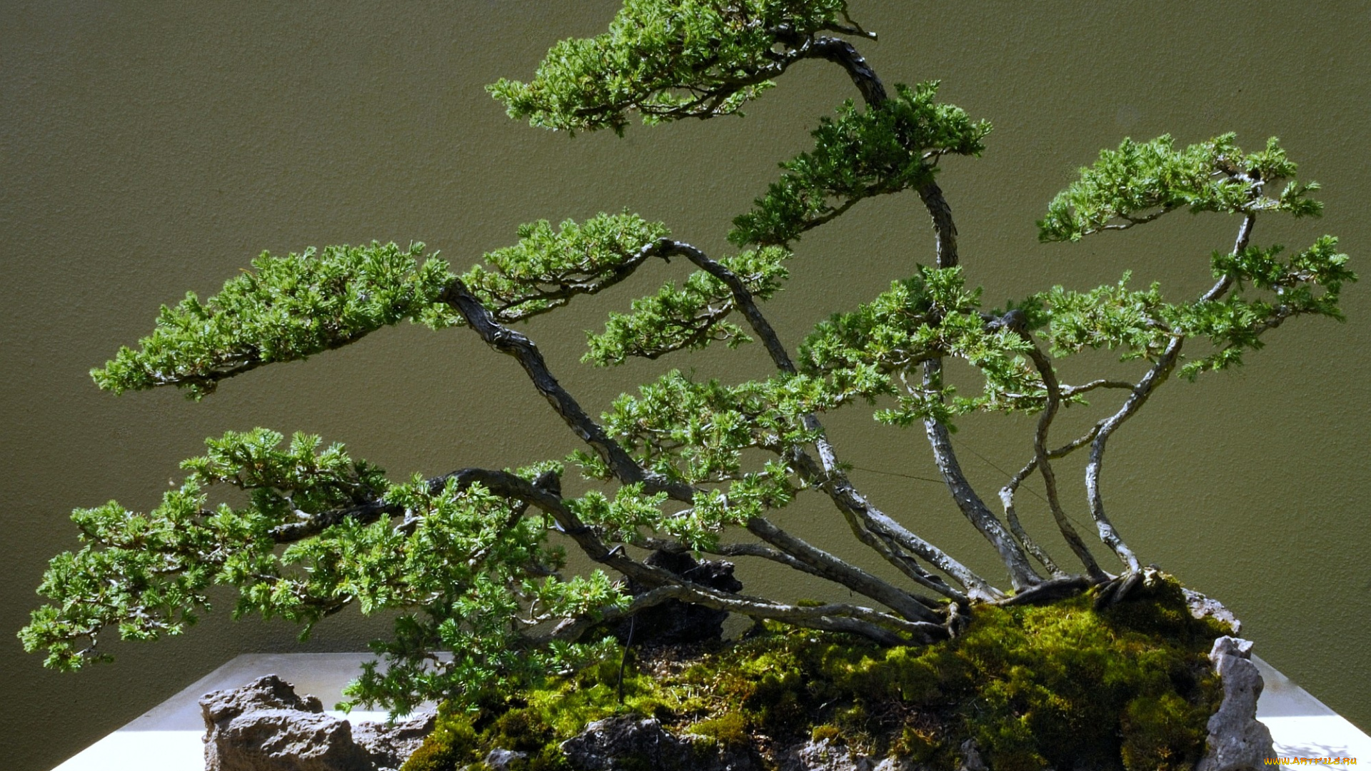 бонсай, природа, деревья, карликовые