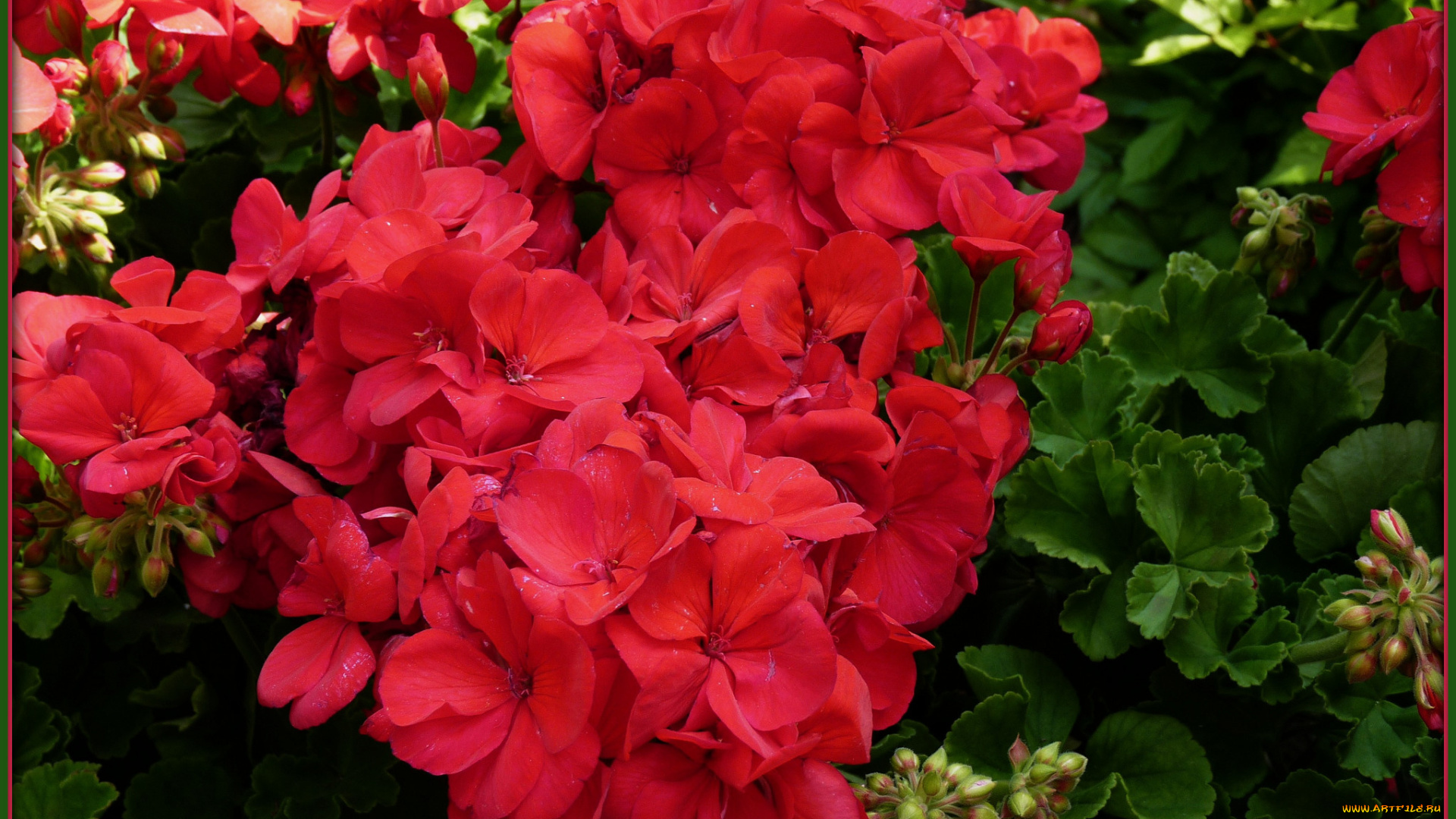 цветы, герань, красные, бутоны, лепестки