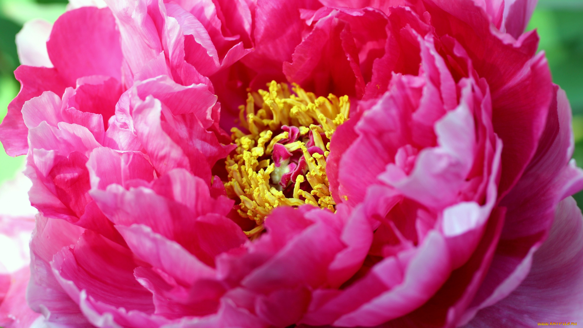 цветы, пионы, розовый, яркий, большой