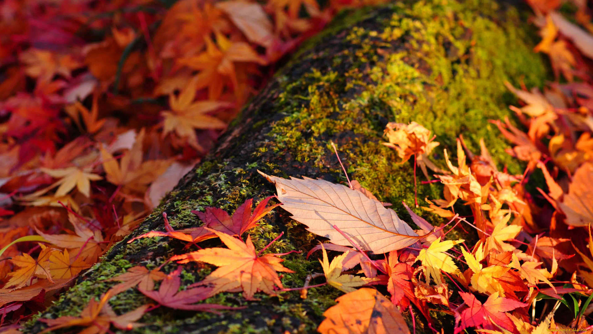 природа, листья, осень