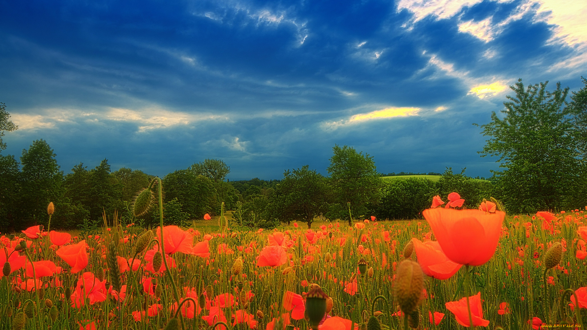 природа, луга, небо, деревья, маки