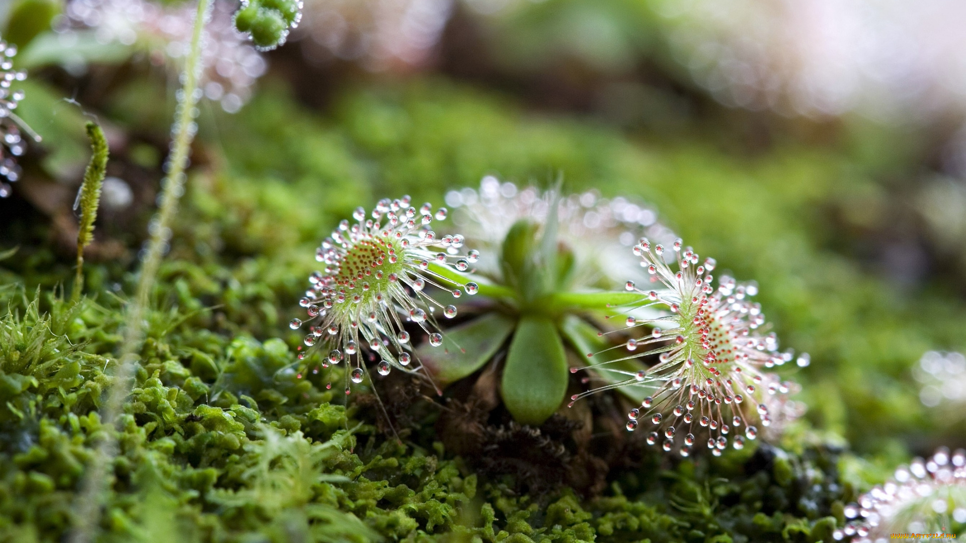 росянка, цветы, хищник, роса