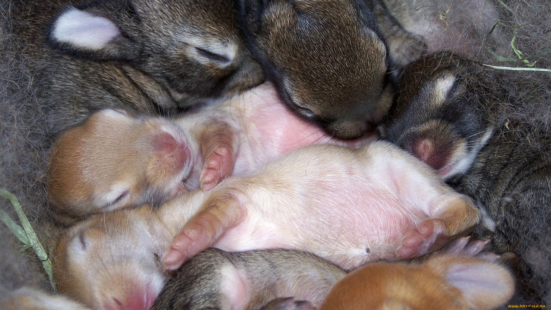 животные, кролики, зайцы, слепые, много, малыши