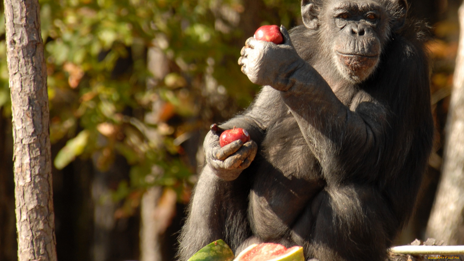 животные, обезьяны, шимпанзе, обед