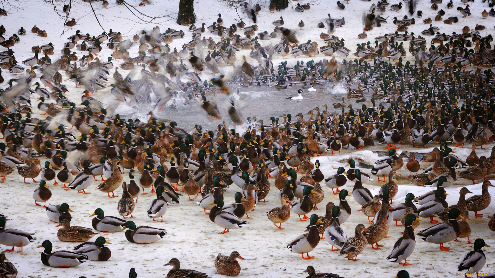 животные, утки, много, водоем, купание