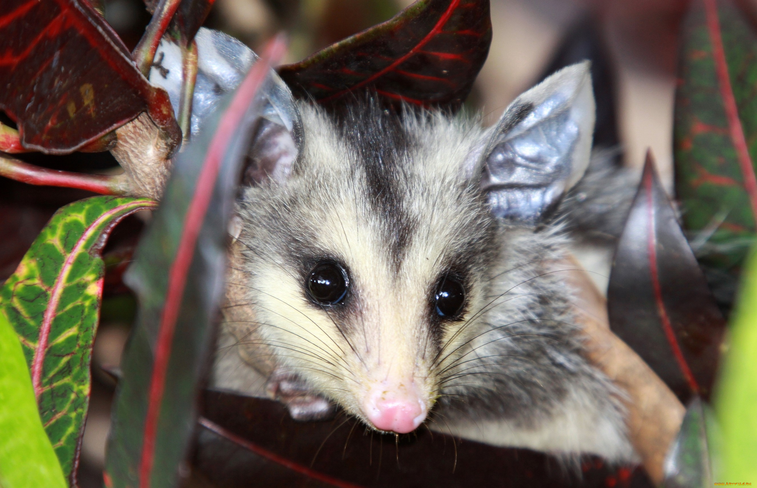 опоссум, животные, опоссумы, мордочка, глаза