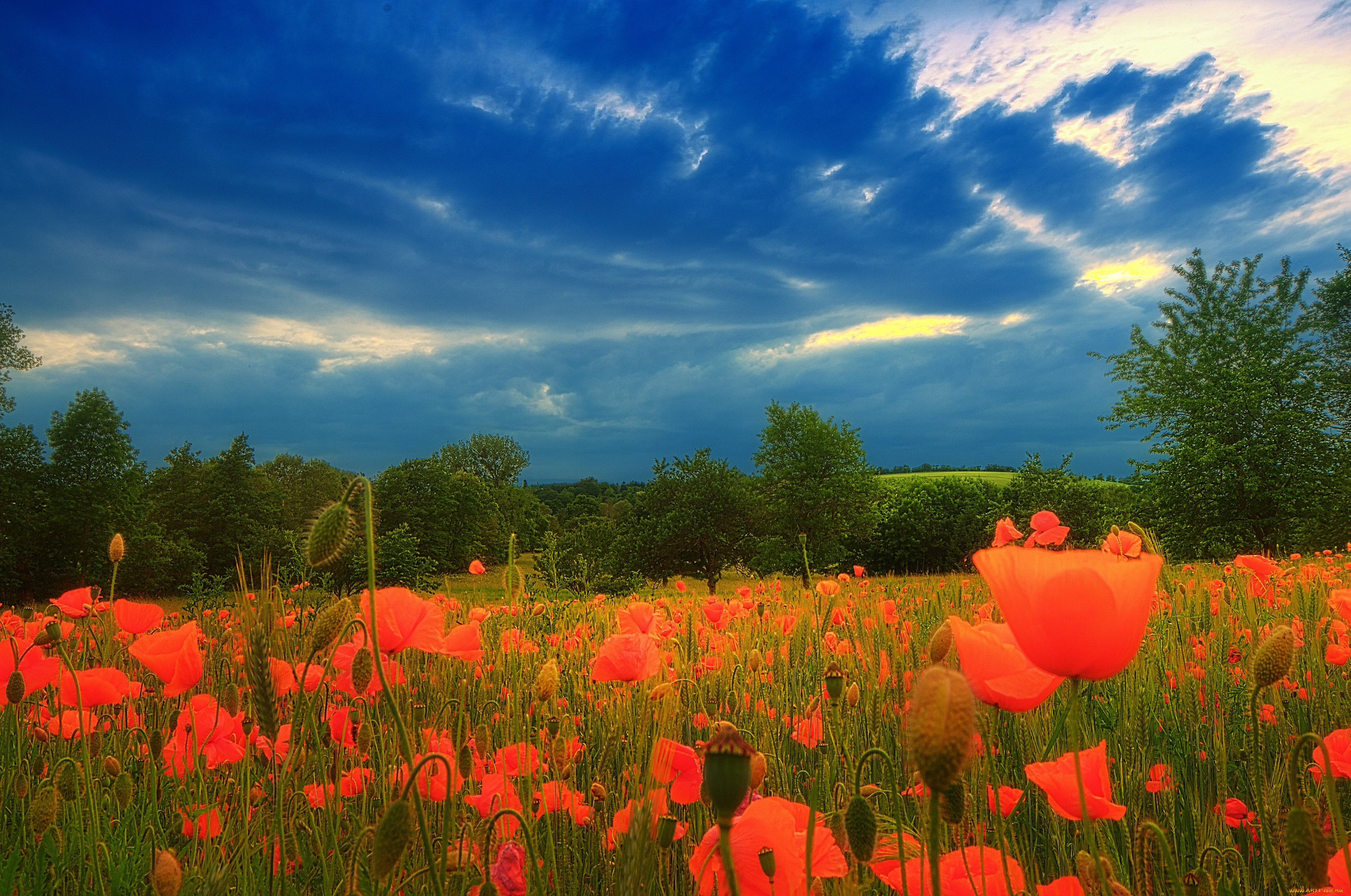природа, луга, небо, деревья, маки