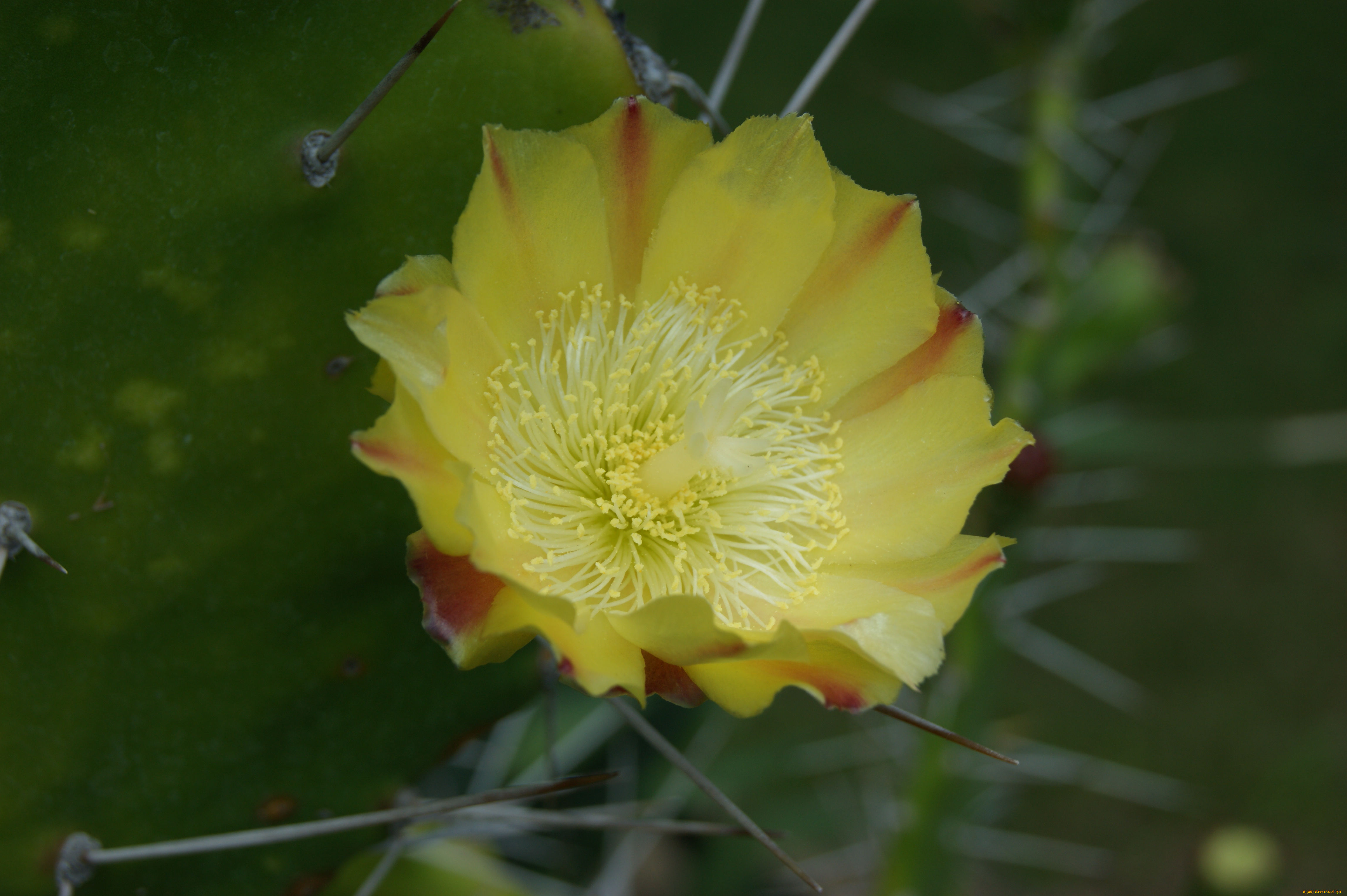 кактус, цветет, цветы, кактусы, иголки