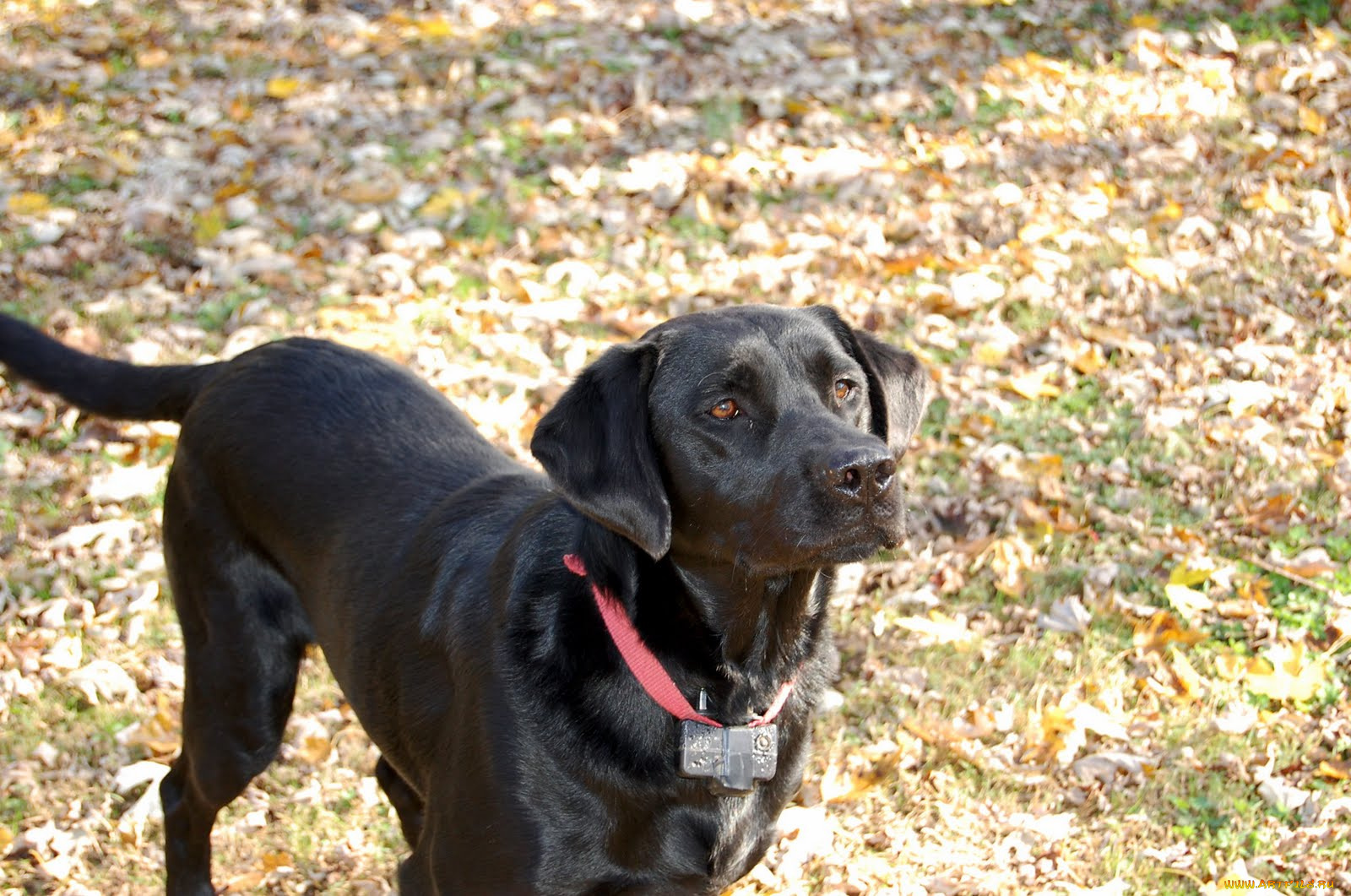 животные, собаки, собака