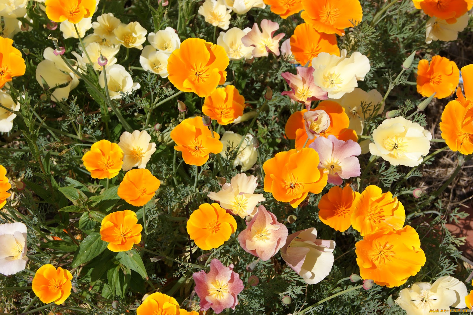 цветы, эшшольция