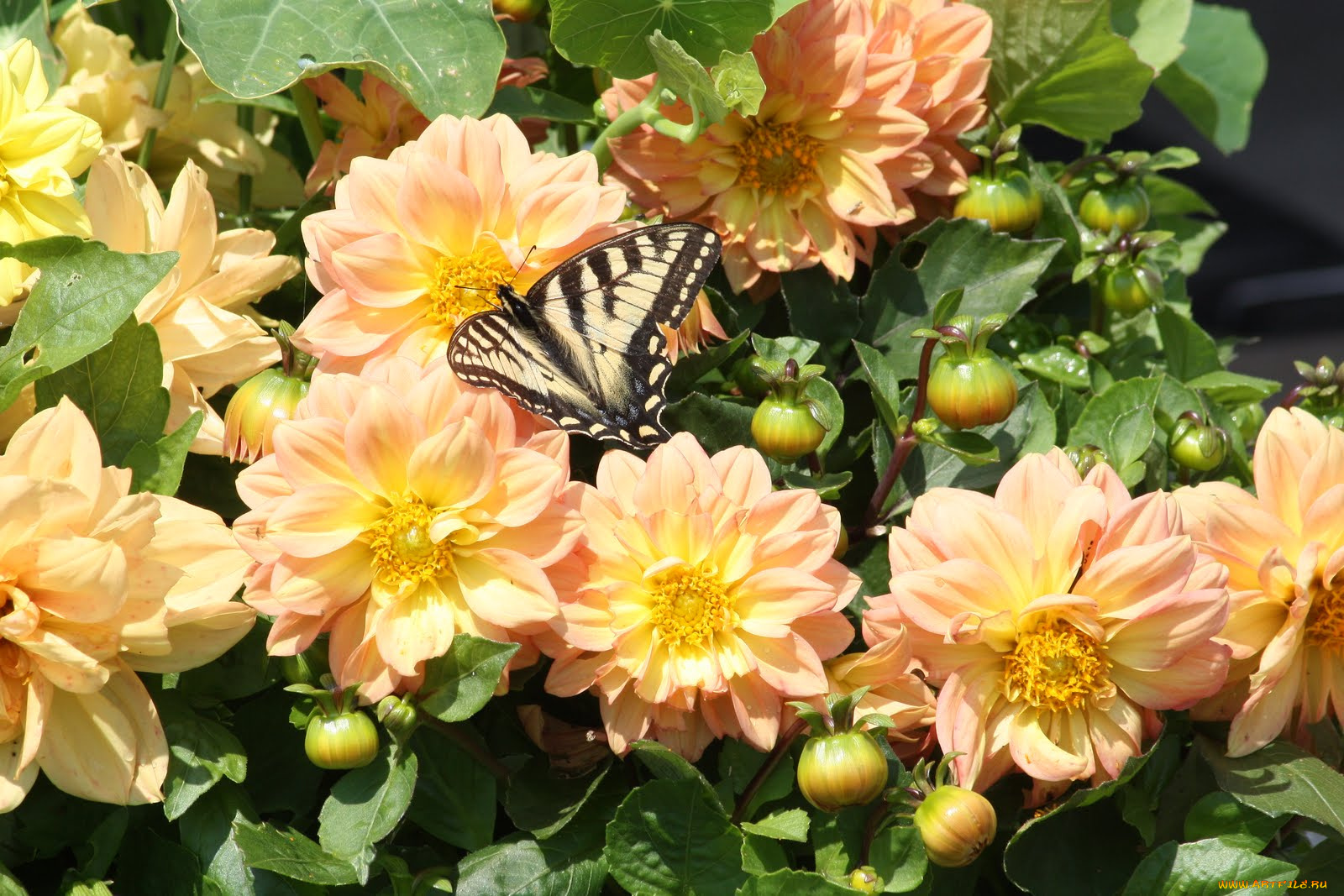 цветы, георгины, бутоны