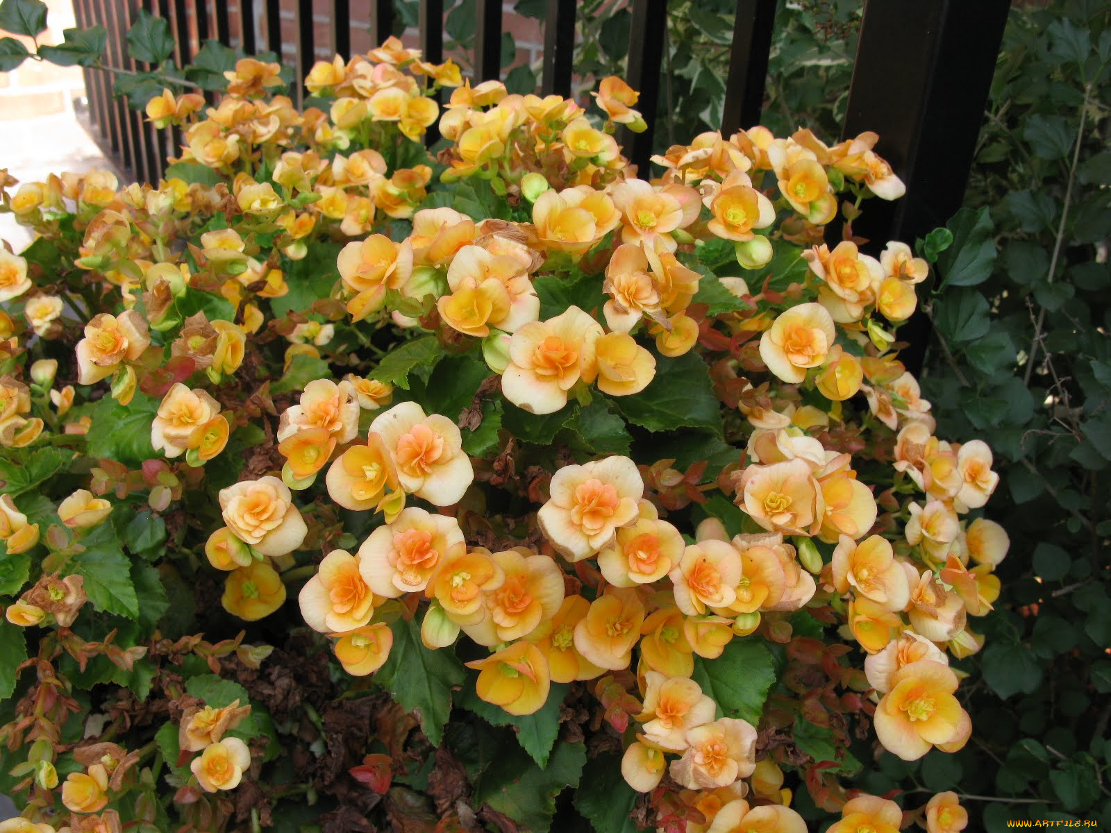 цветы, бегония, бутоны