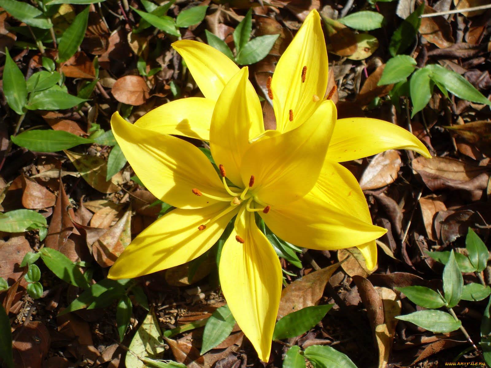 цветы, лилии, лилейники