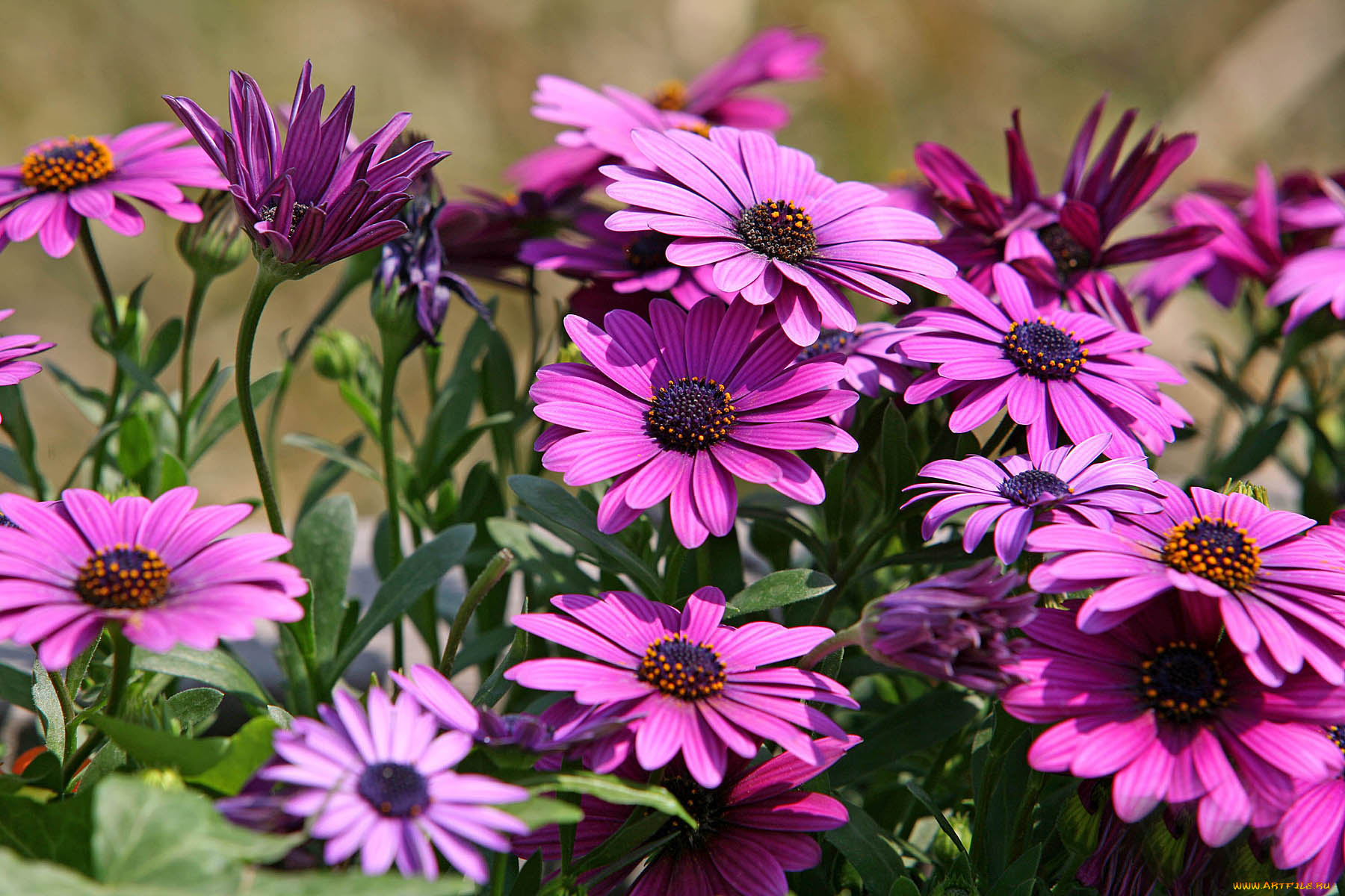 цветы, диморфотеки