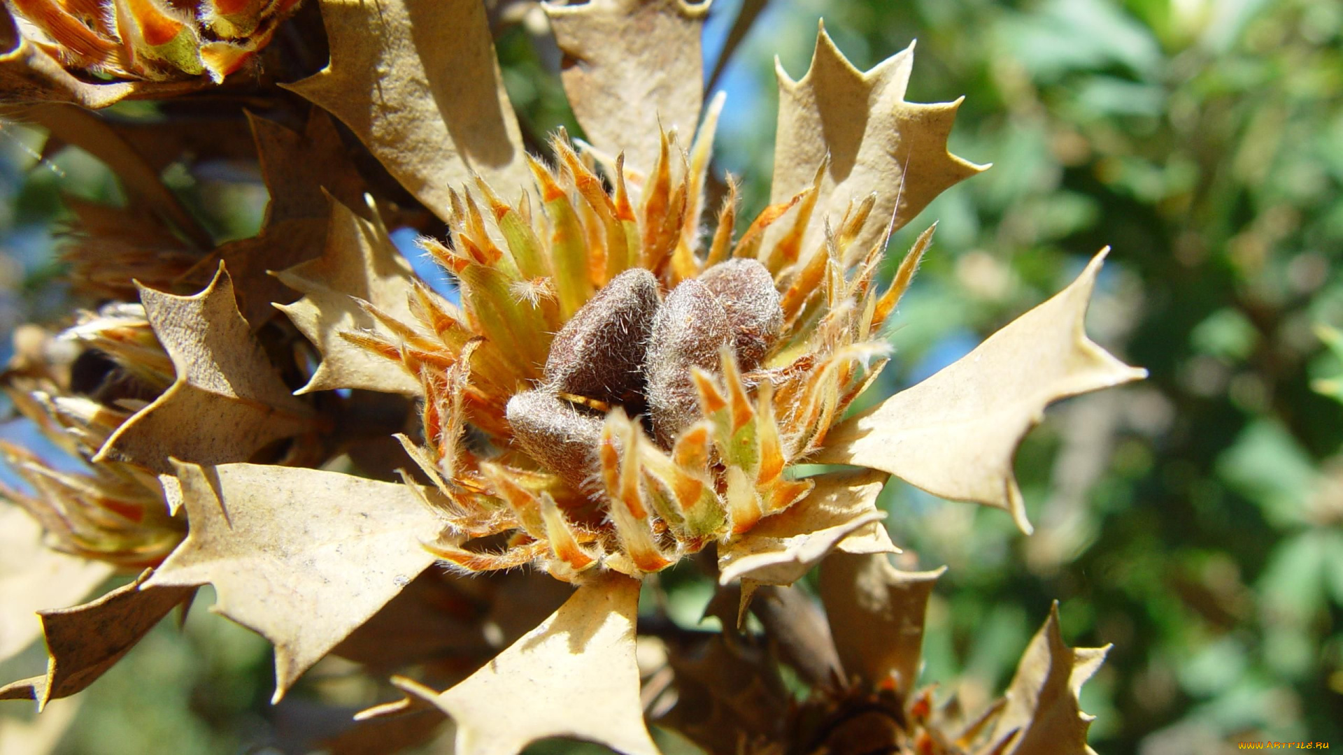 цветы, цветок