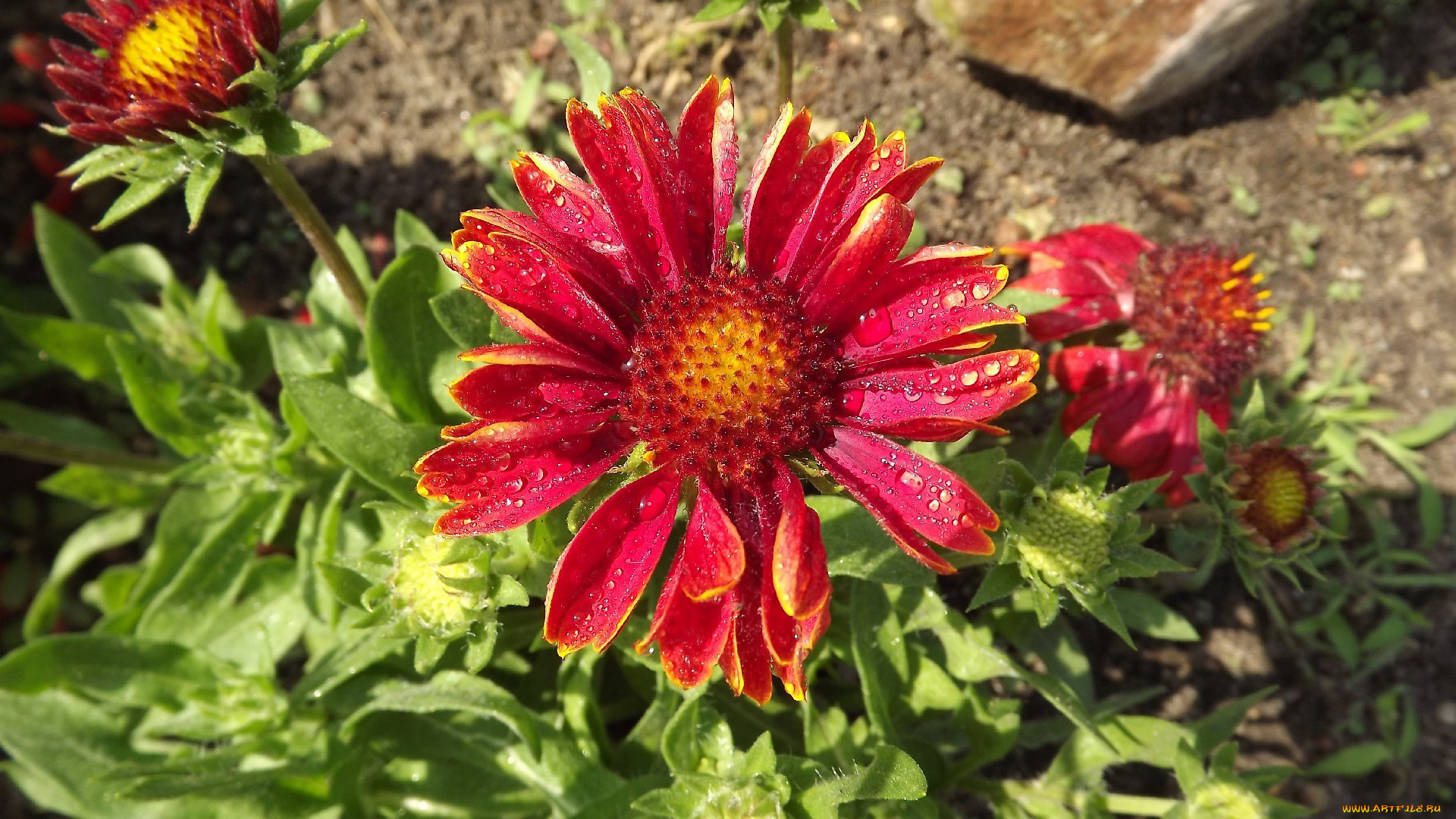 цветы, гайлардии, гелениумы, капли