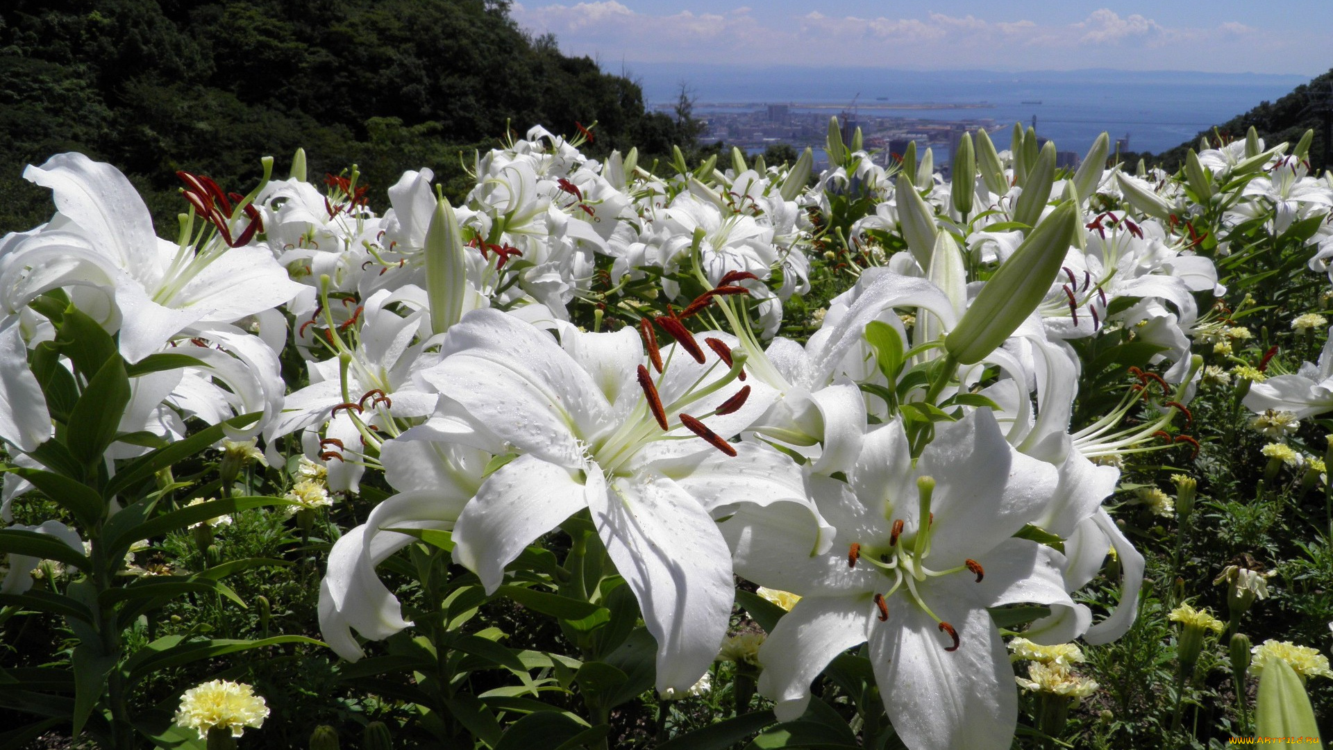 цветы, лилии, лилейники