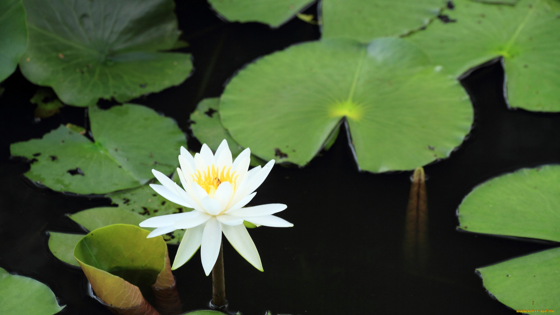 цветы, лилии, водяные, нимфеи, кувшинки, лотос