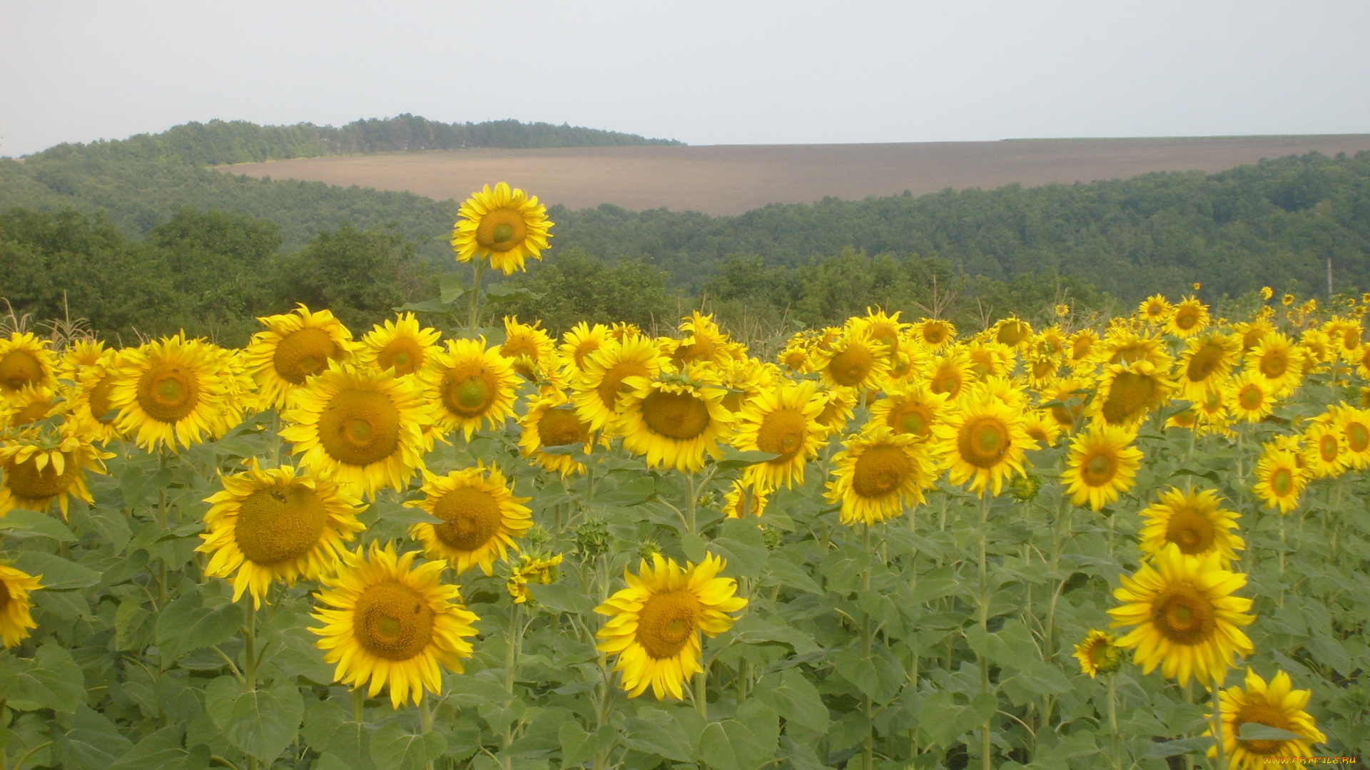 цветы, подсолнухи