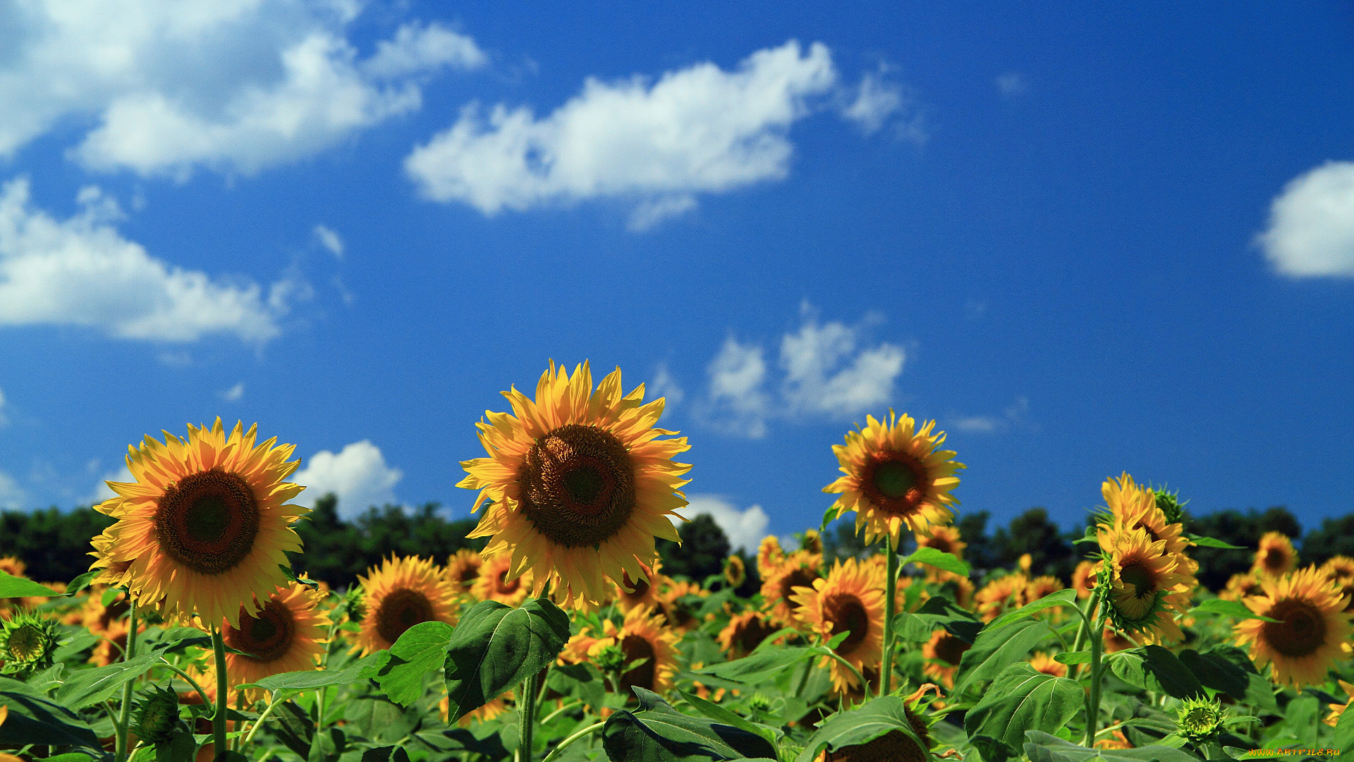 цветы, подсолнухи