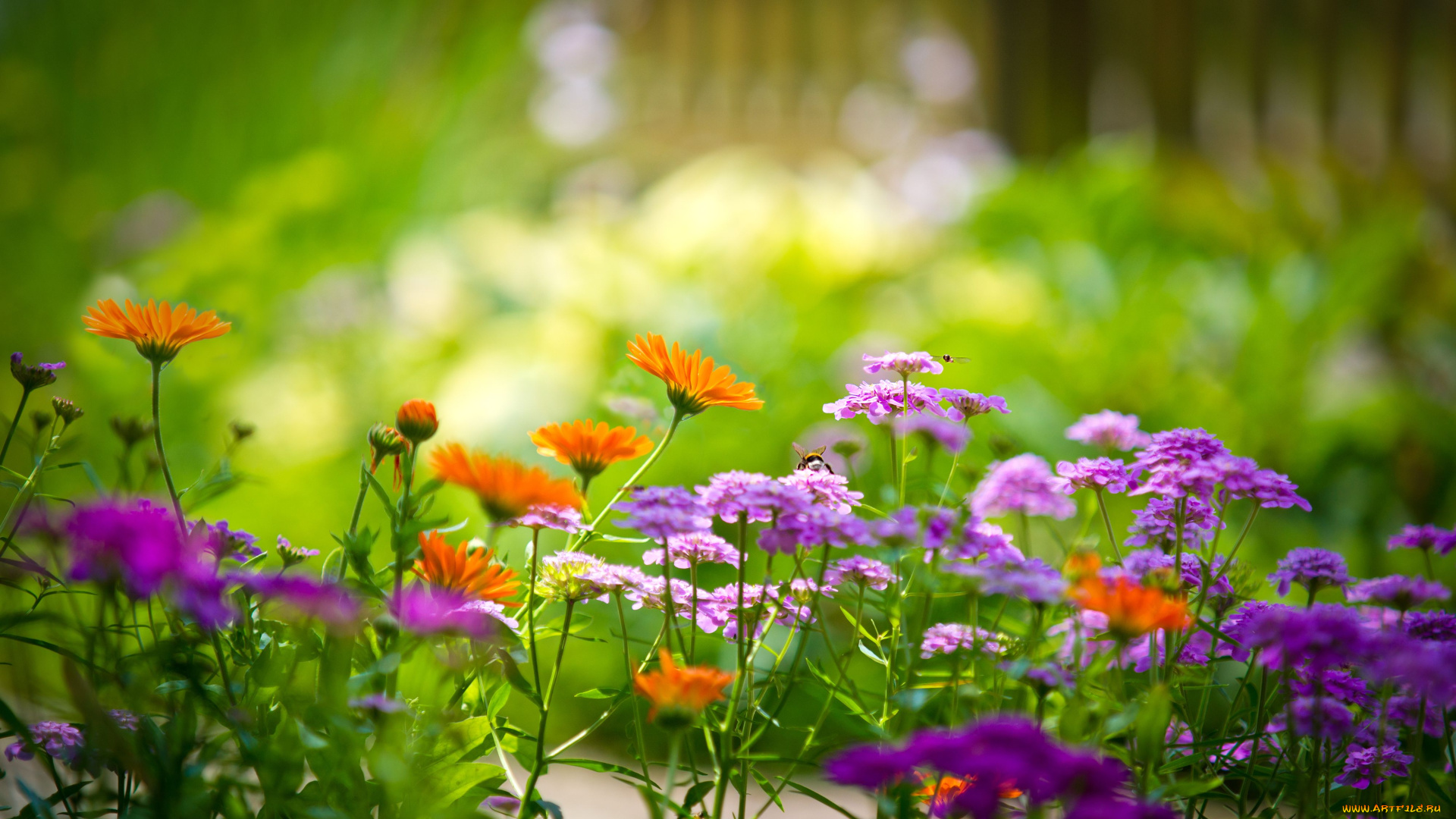 цветы, разные, вместе, ноготки