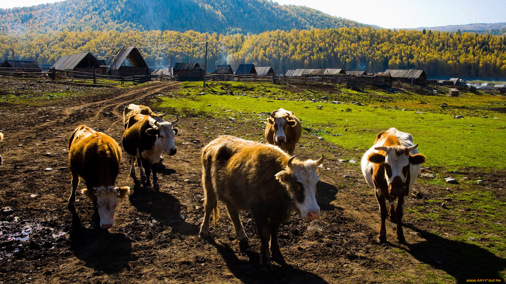 животные, коровы, буйволы