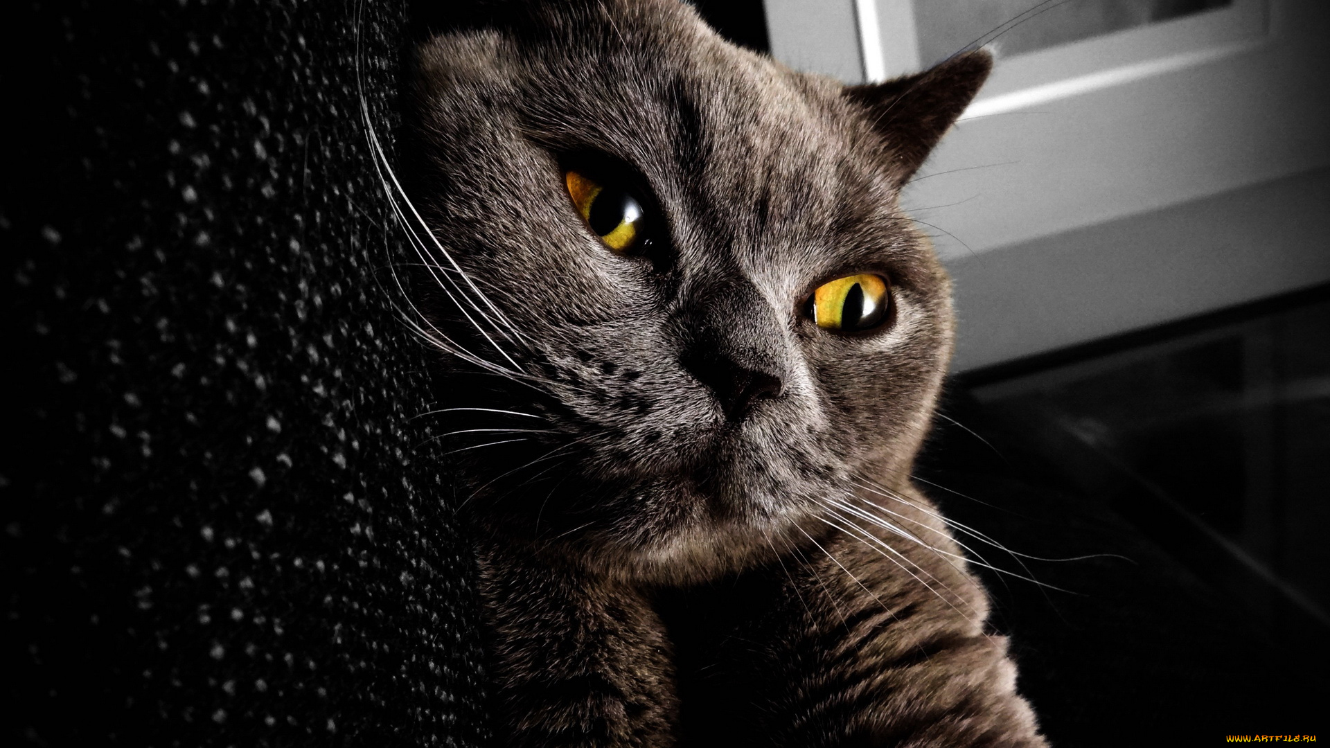 животные, коты, кот