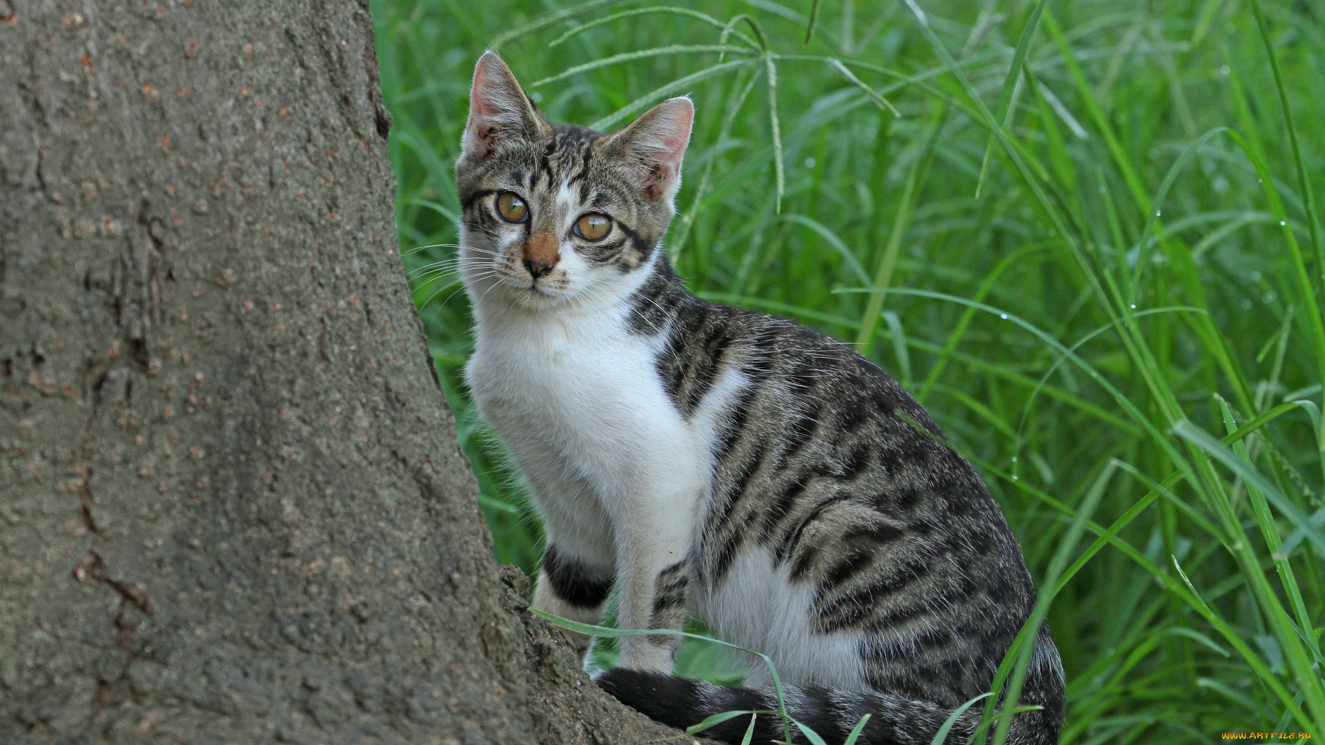 животные, коты, кот