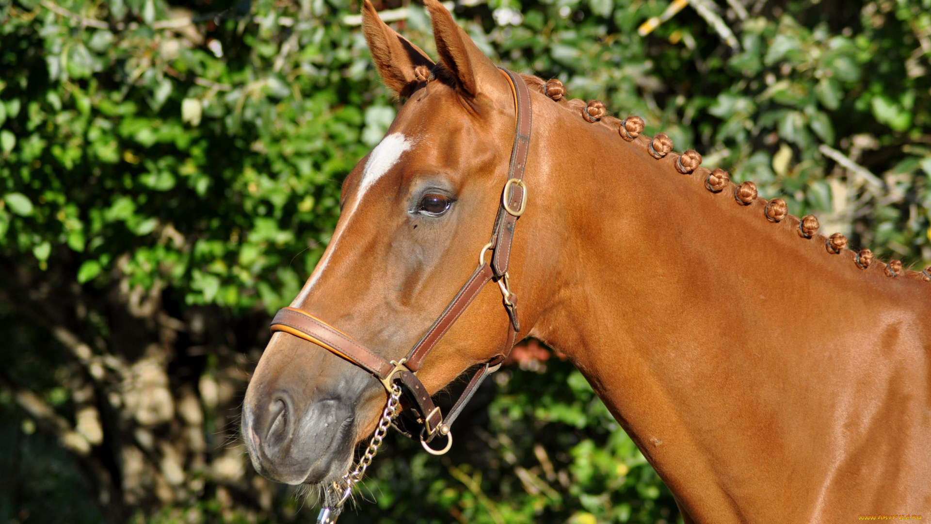 животные, лошади, лошадь