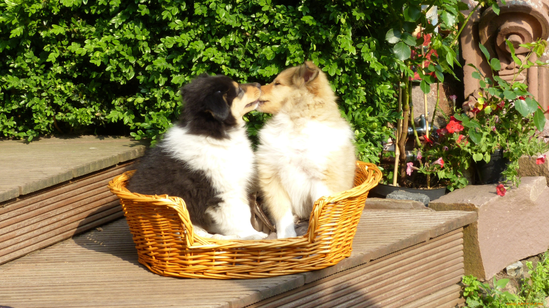 животные, собаки, щенки