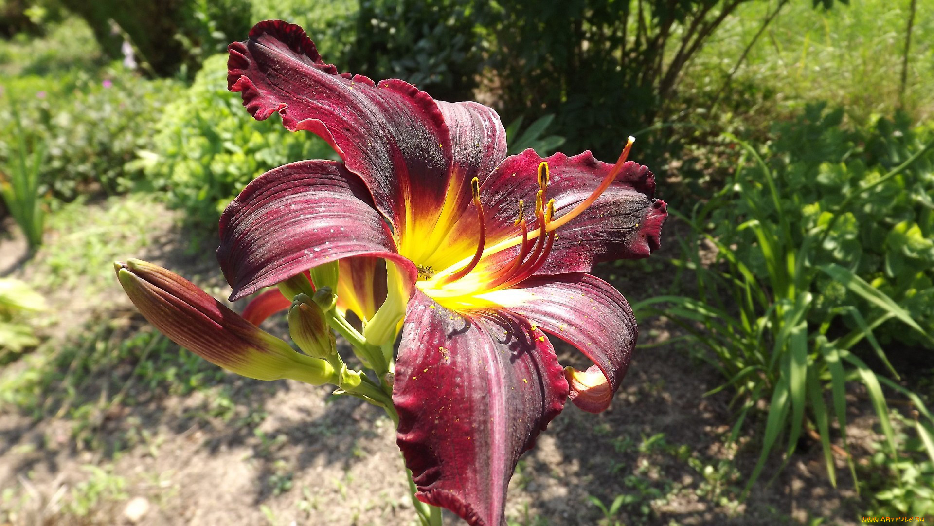 цветы, лилии, лилейники, лиловый